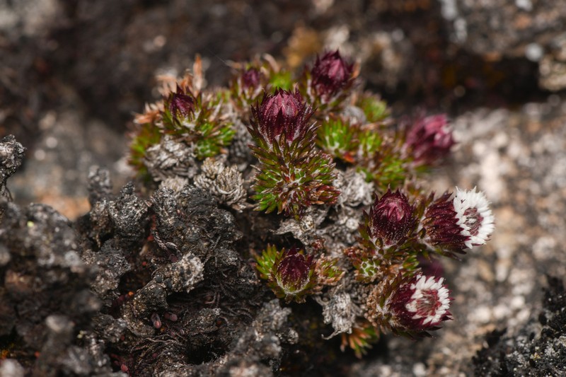 Westoniella chirripoensis