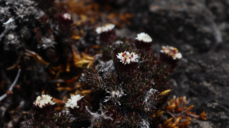 Westoniella chirripoensis photo 2