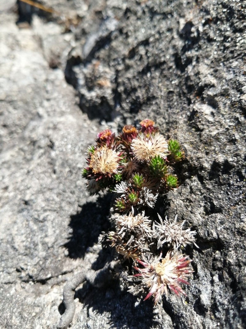 Westoniella chirripoensis photo 3