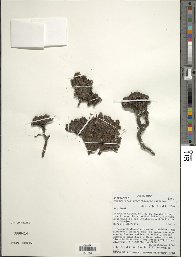 Westoniella chirripoensis photo 5