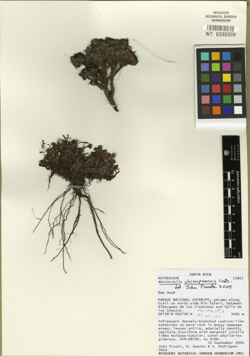 Westoniella chirripoensis photo 6