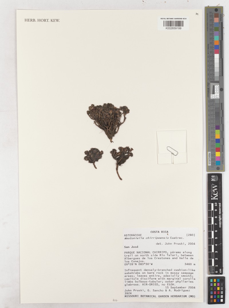 Westoniella chirripoensis photo 7