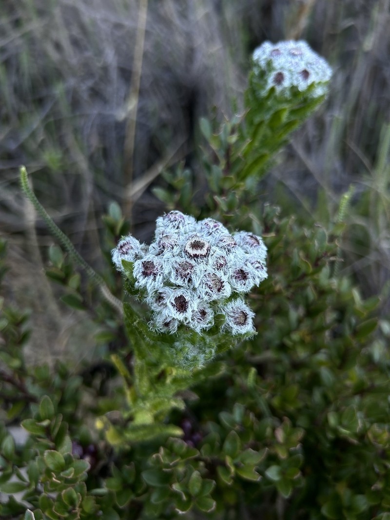Westoniella eriocephala