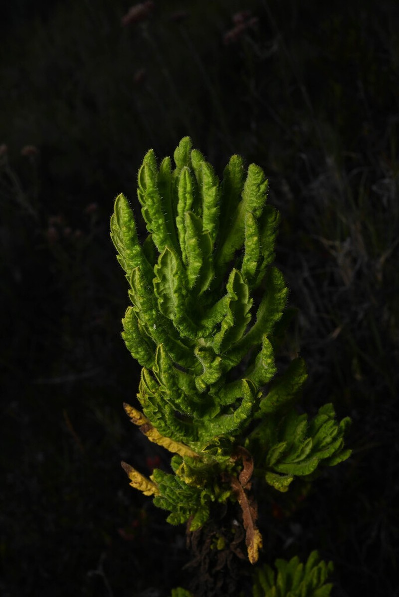Westoniella eriocephala photo 2