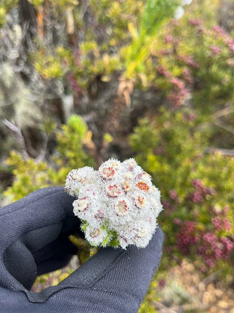 Westoniella eriocephala photo 3