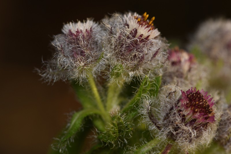 Westoniella eriocephala photo 4