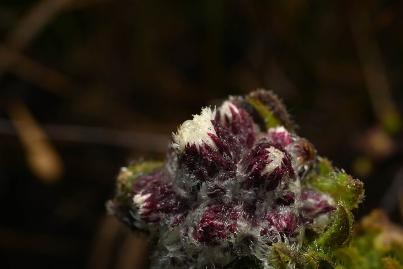Westoniella eriocephala photo 5
