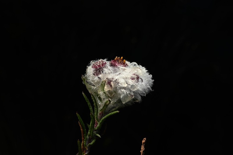 Westoniella kohkemperi photo 3