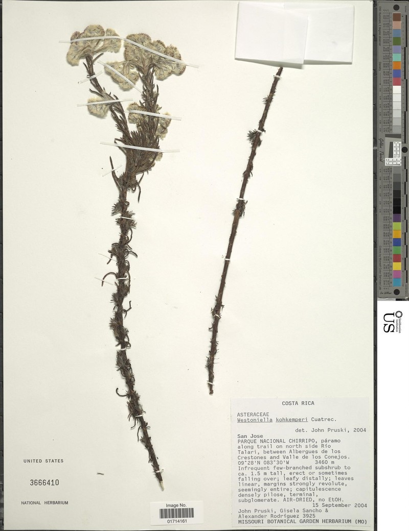 Westoniella kohkemperi photo 4