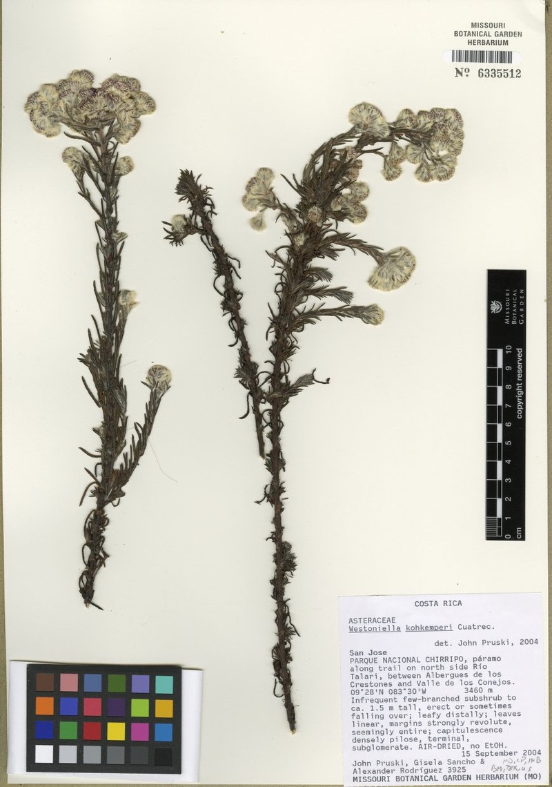 Westoniella kohkemperi photo 6