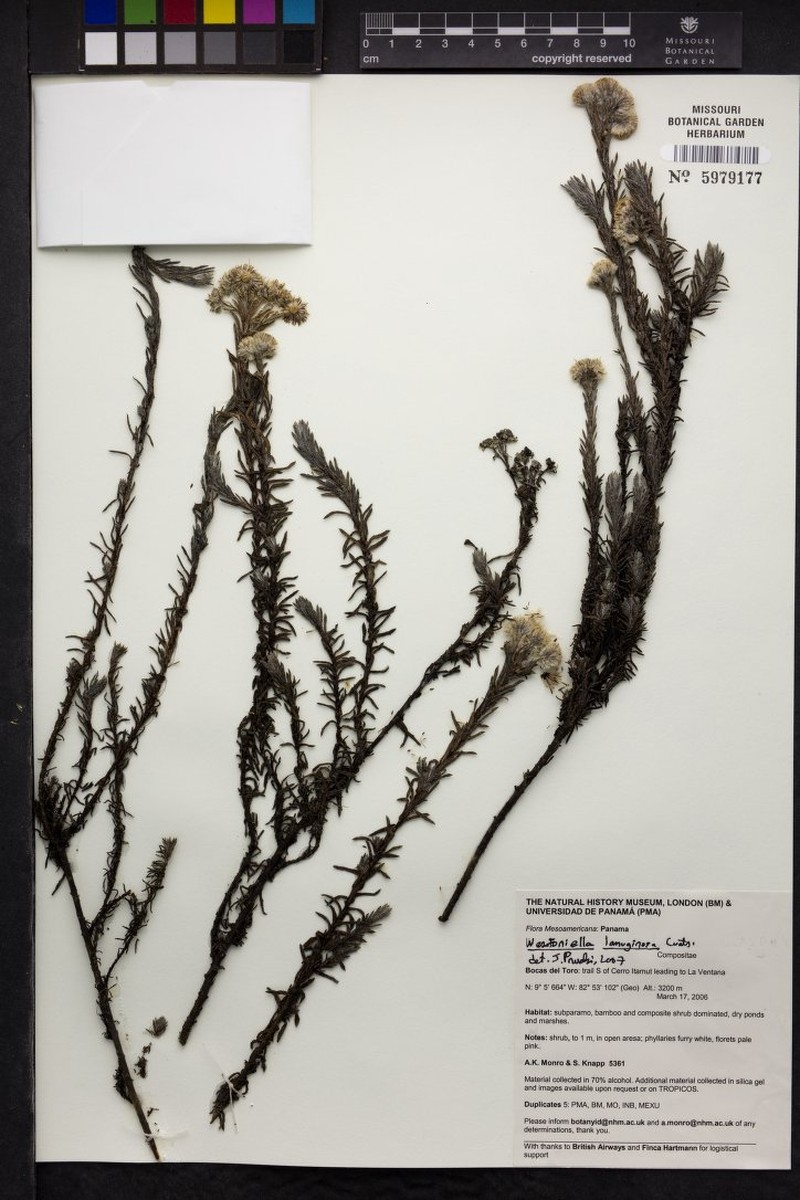 Westoniella lanuginosa