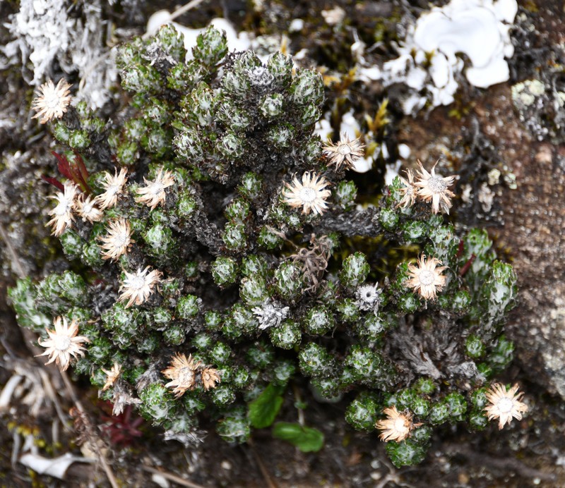 Westoniella triunguifolia