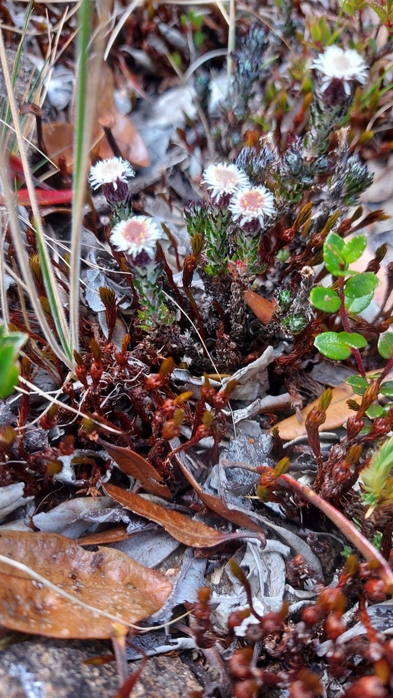 Westoniella triunguifolia photo 2