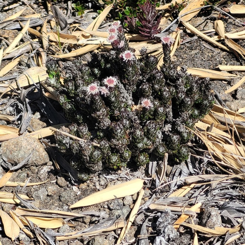 Westoniella triunguifolia photo 3