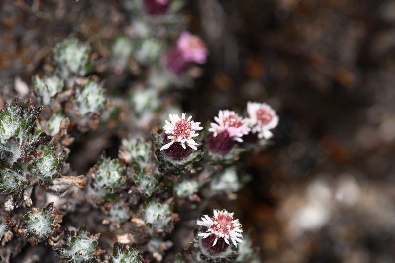 Westoniella triunguifolia photo 4