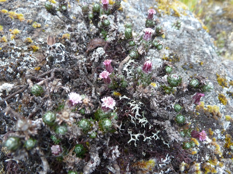 Westoniella triunguifolia photo 5