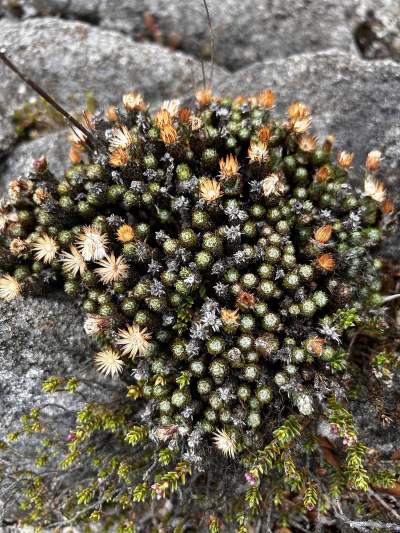 Westoniella triunguifolia photo 6