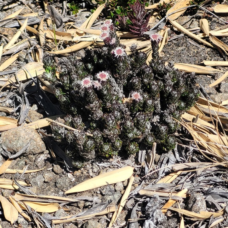 Westoniella triunguifolia photo 7