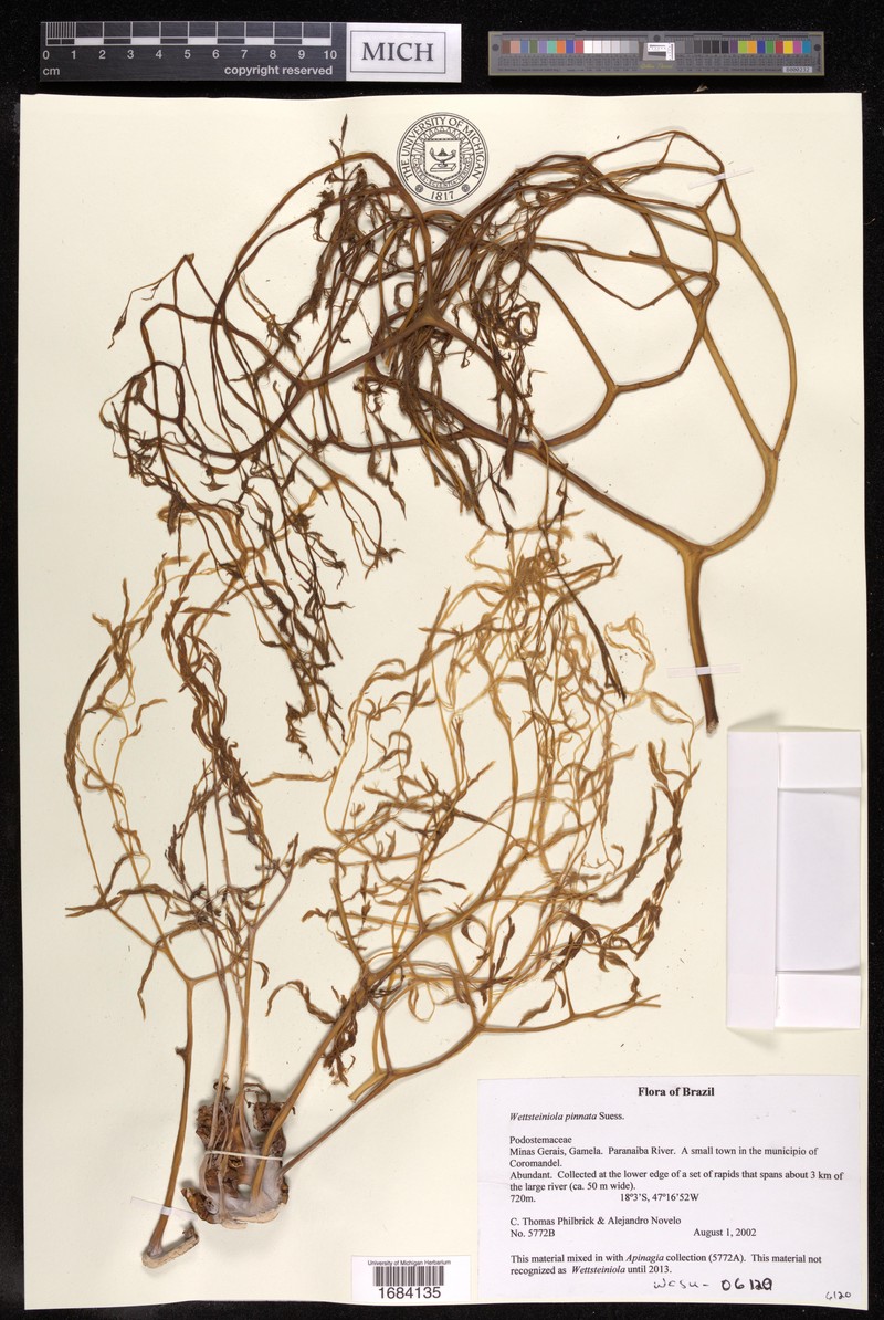 Wettsteiniola pinnata