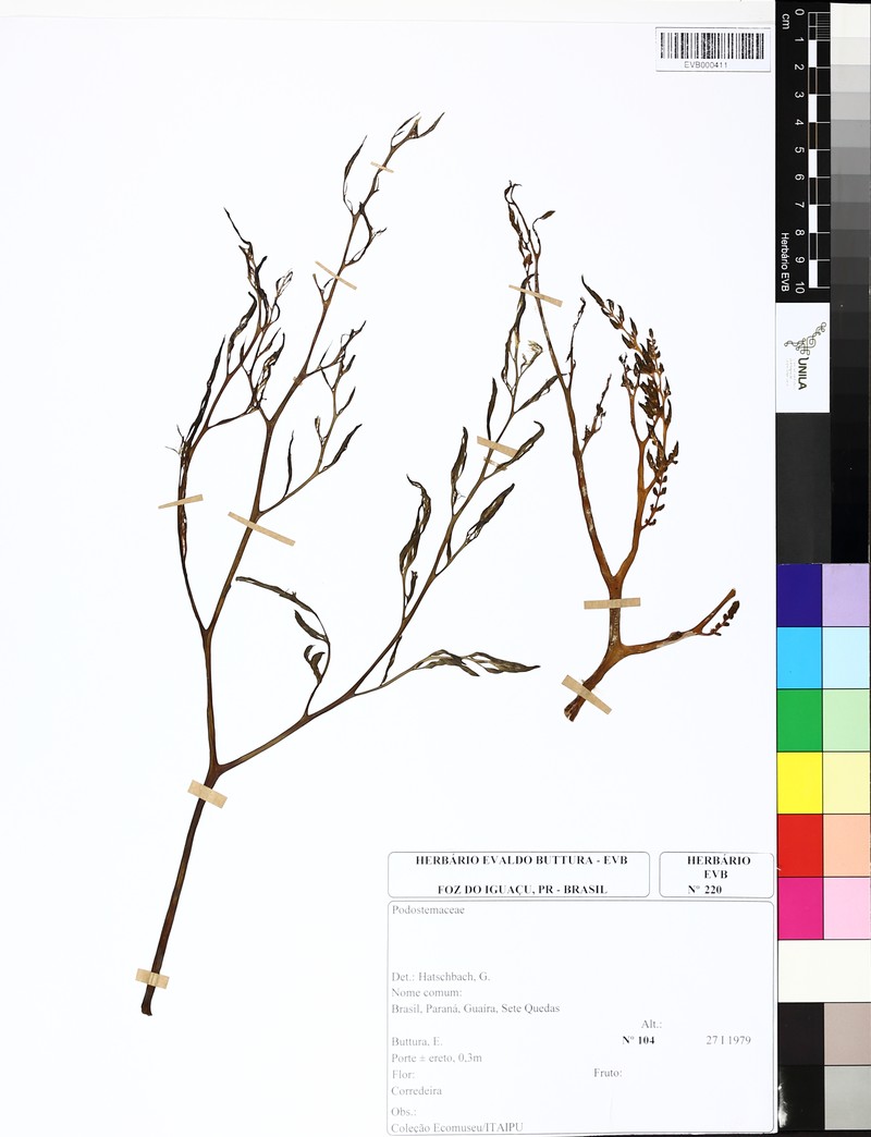 Wettsteiniola pinnata photo 3