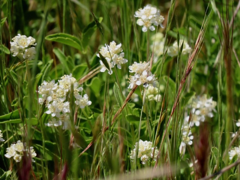 Common Whipplea photo 3