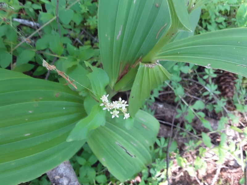 Common Whipplea photo 4