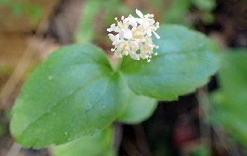Common Whipplea photo 5