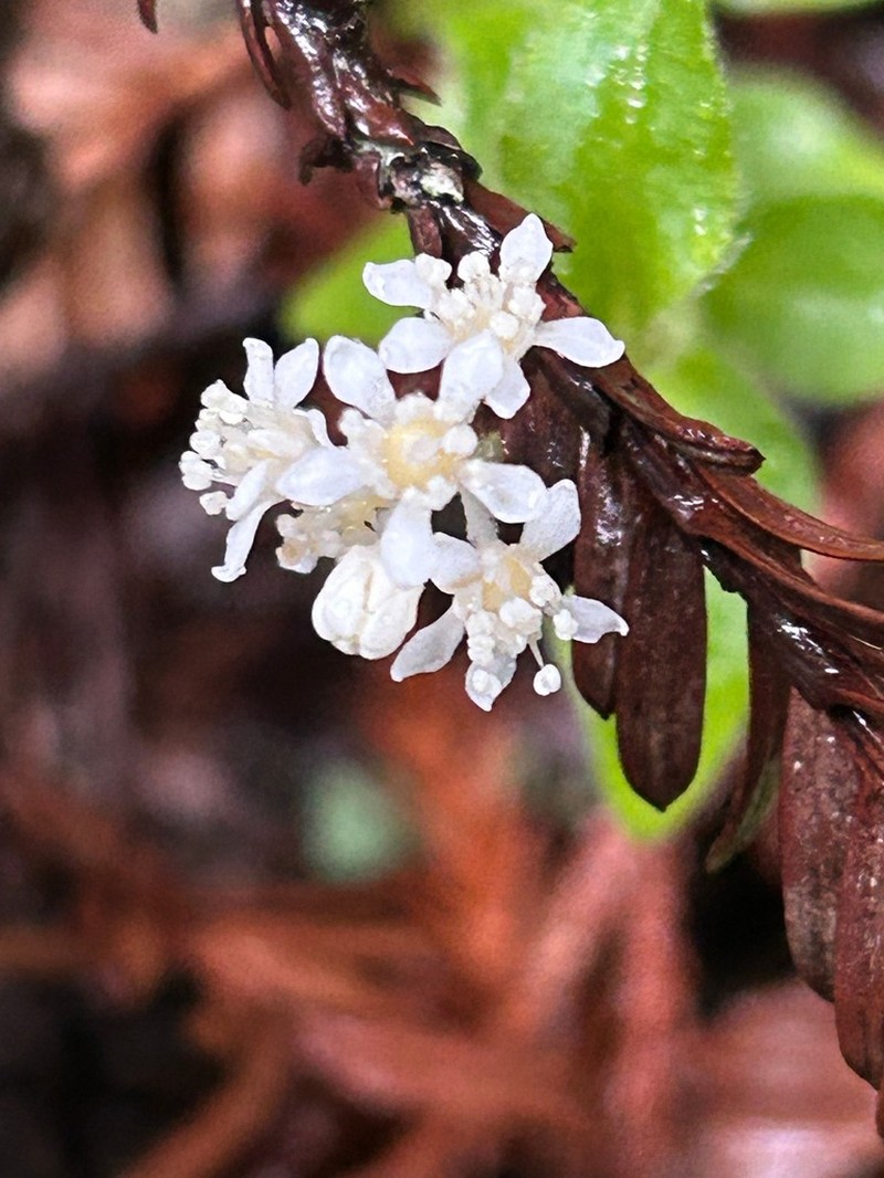 Common Whipplea photo 7