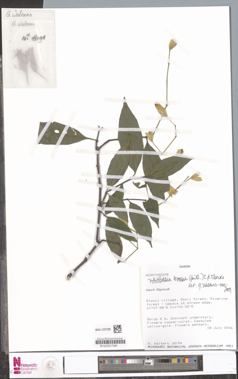 Whitfieldia brazzae