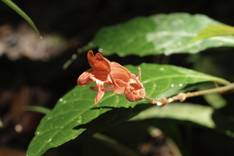Whitfieldia colorata