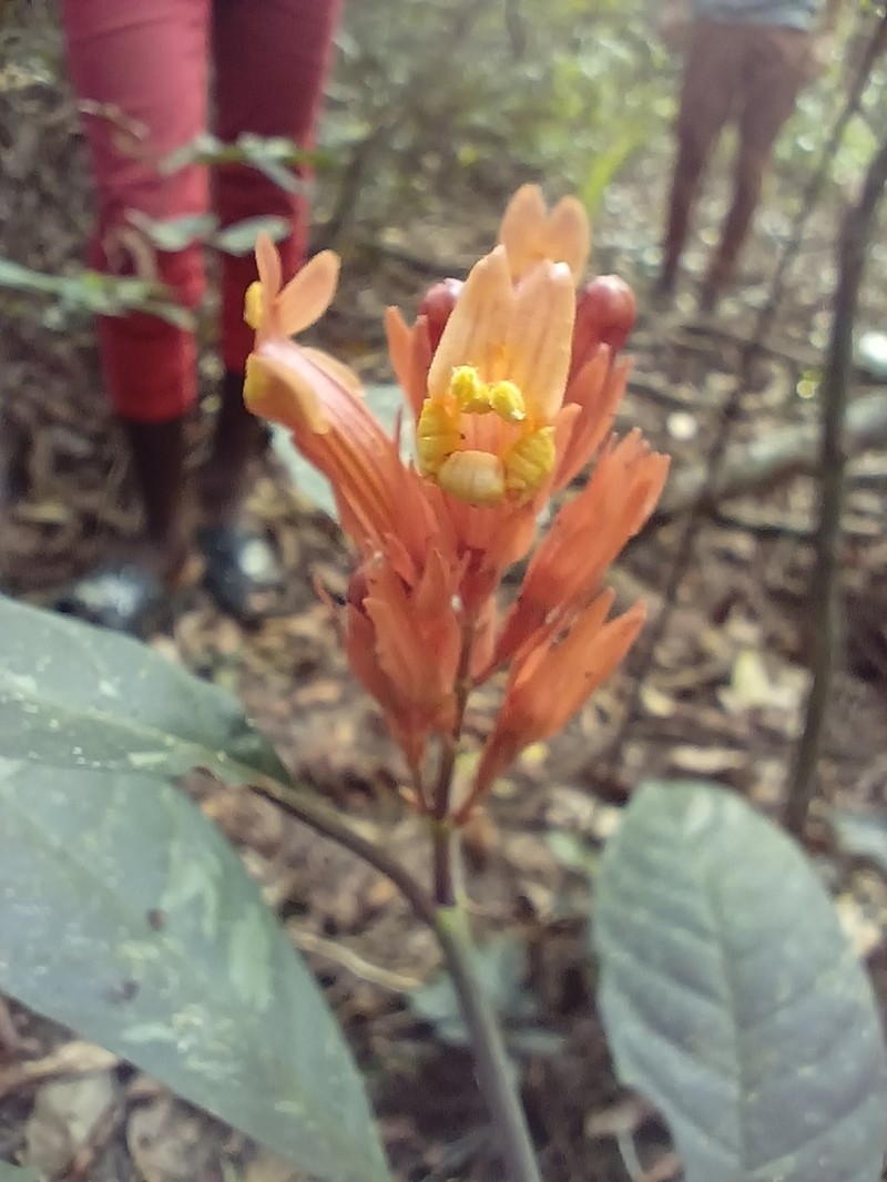 Whitfieldia colorata photo 3