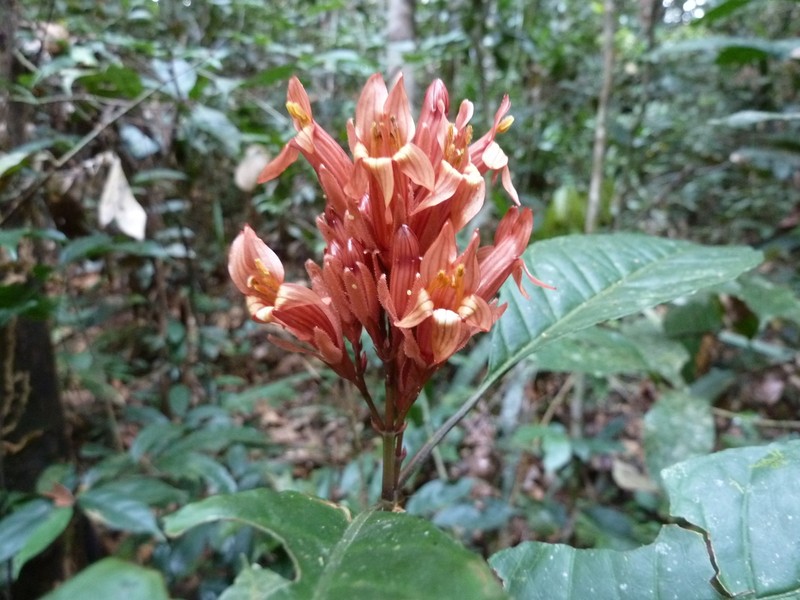Whitfieldia colorata photo 4