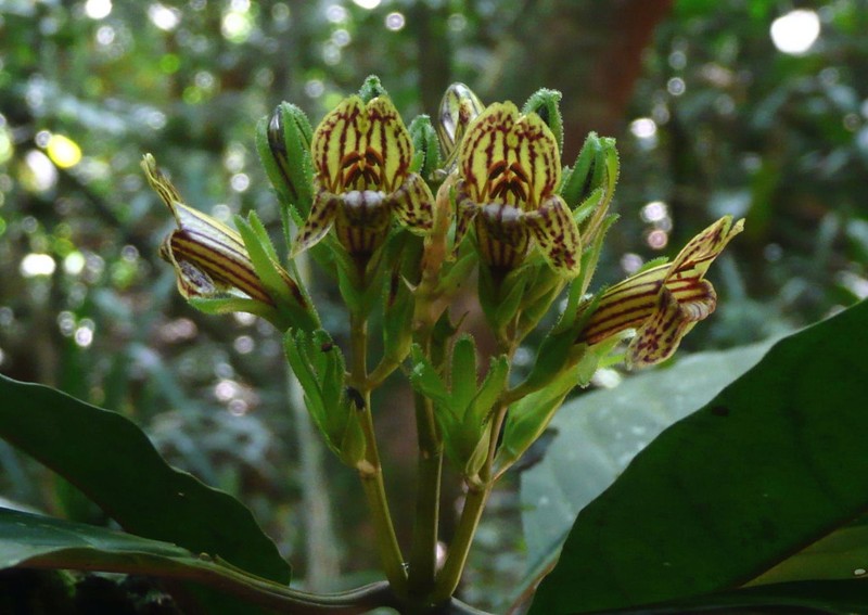 Whitfieldia colorata photo 5