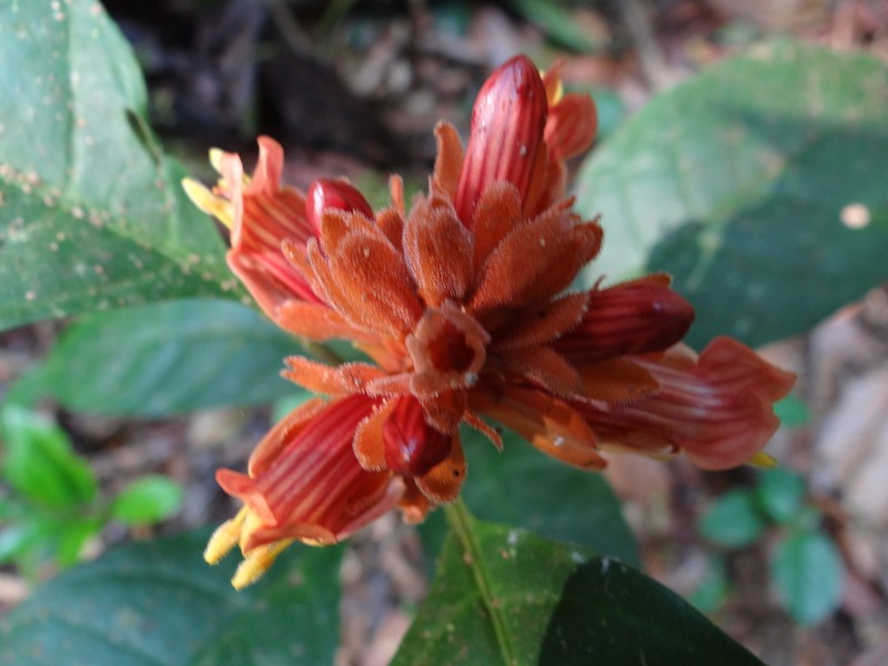 Whitfieldia colorata photo 6