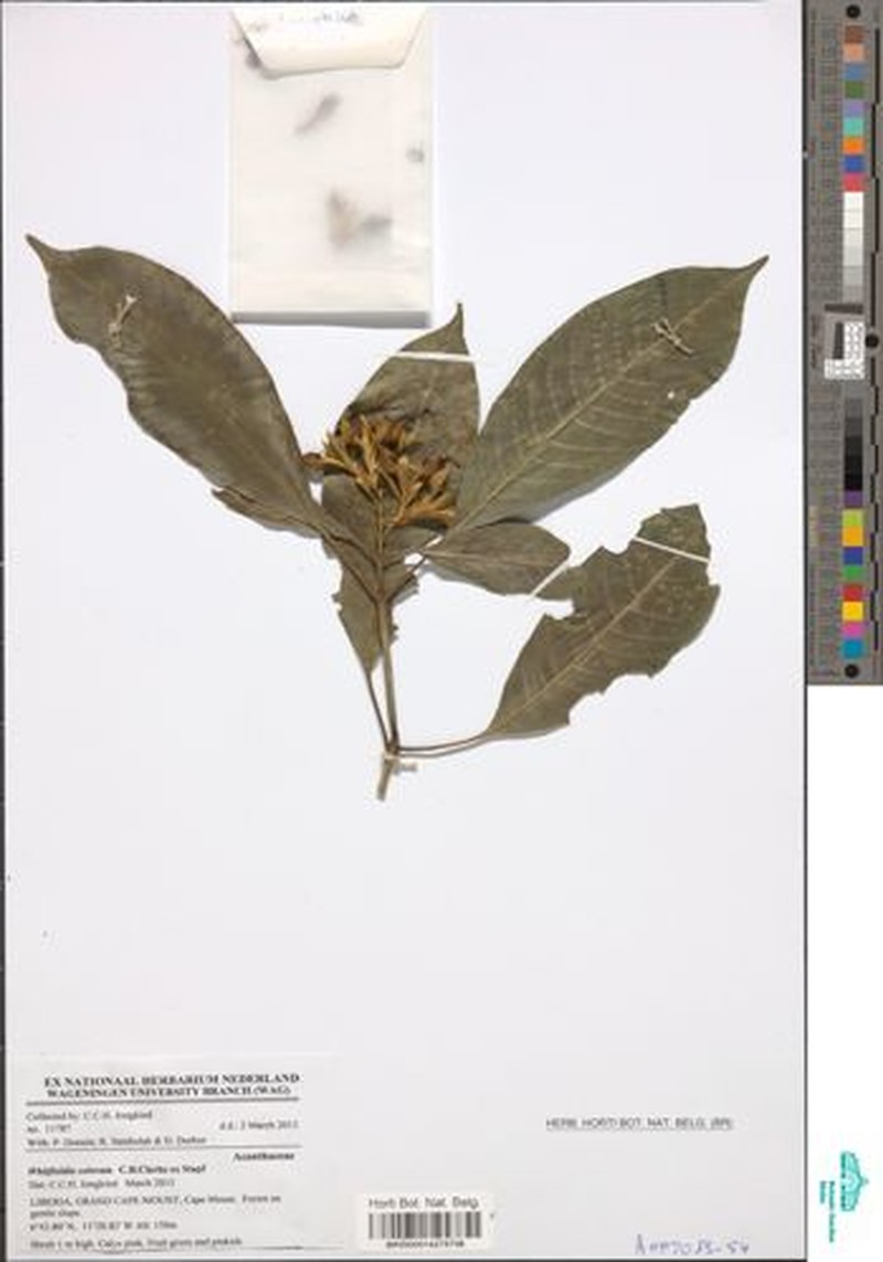 Whitfieldia colorata subsp. colorata