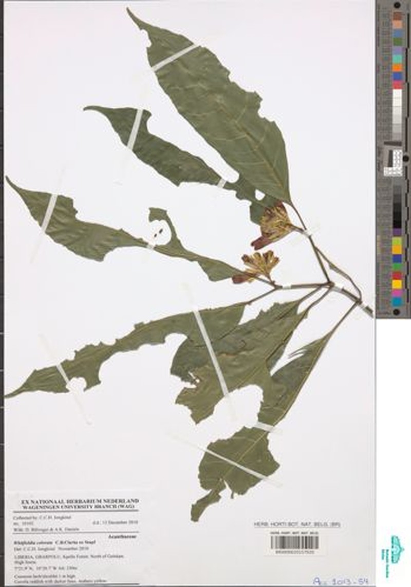 Whitfieldia colorata subsp. colorata photo 2