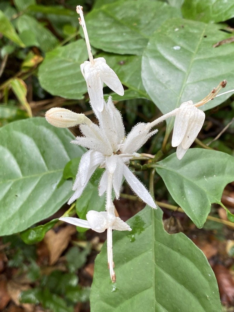 Whitfieldia elongata