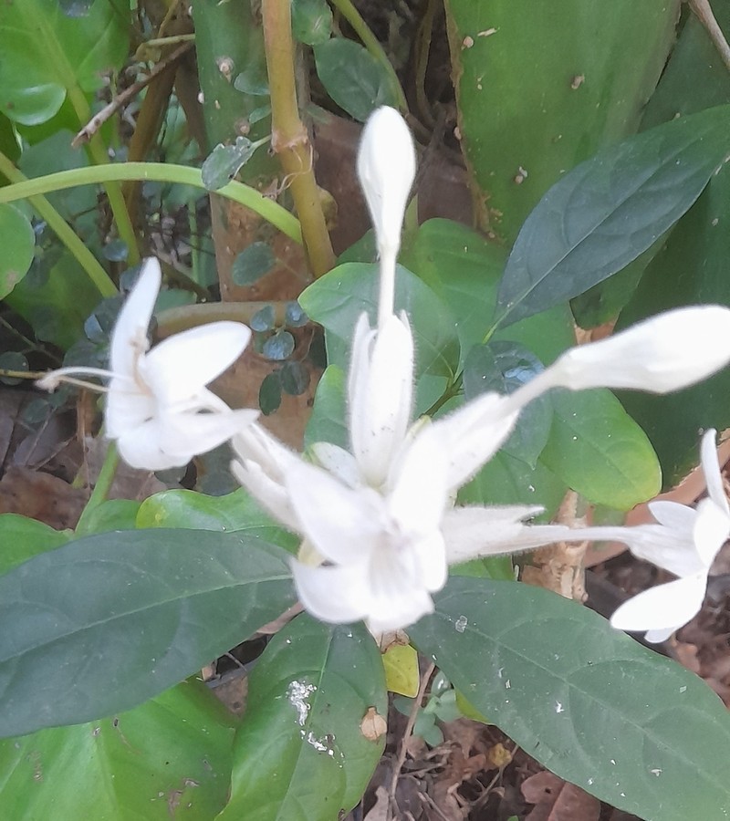 Whitfieldia elongata photo 2