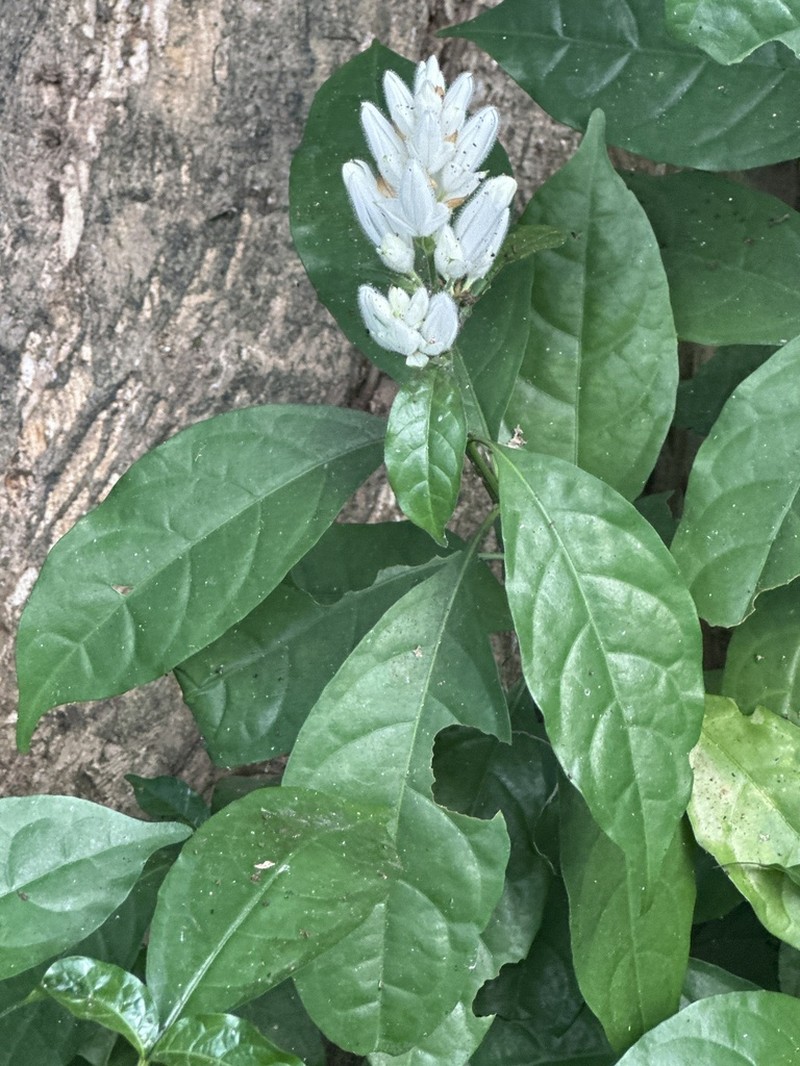 Whitfieldia elongata photo 3