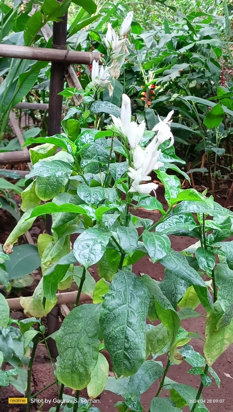 Whitfieldia elongata photo 4