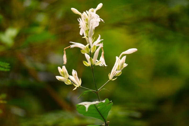 Whitfieldia elongata photo 5