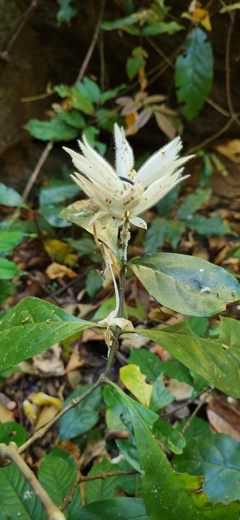 Whitfieldia elongata photo 6