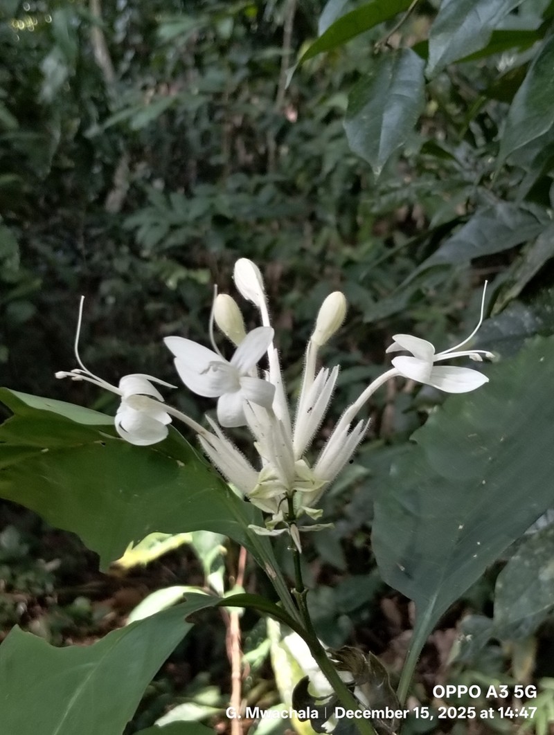 Whitfieldia elongata photo 7