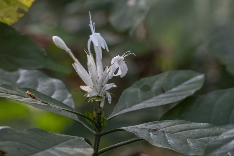 Whitfieldia elongata photo 8