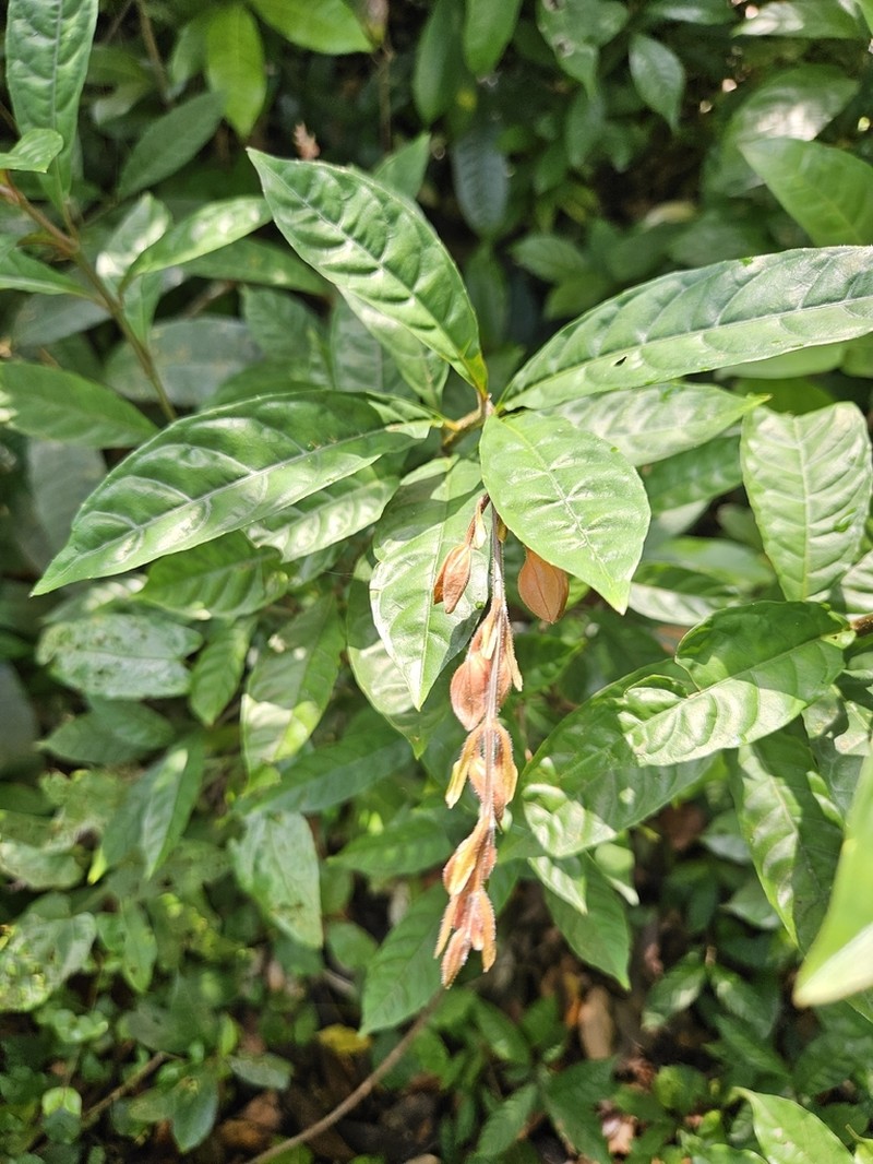 Whitfieldia lateritia