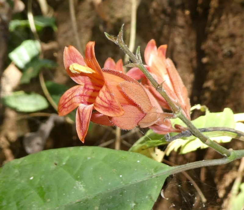 Whitfieldia lateritia photo 2