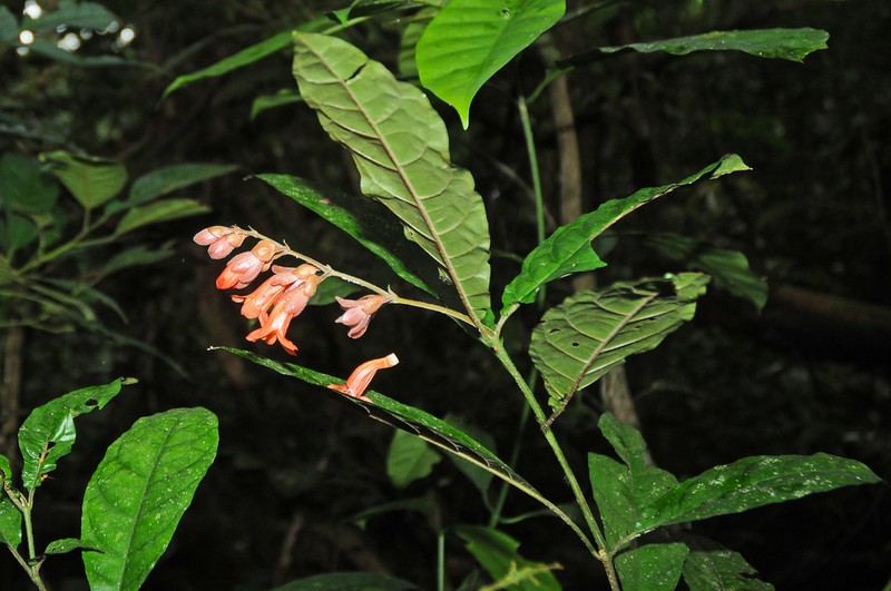 Whitfieldia lateritia photo 4