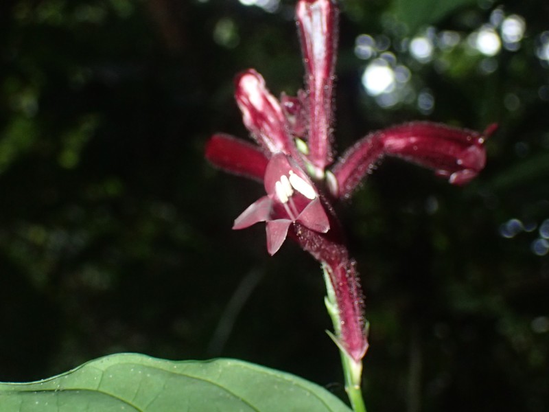 Whitfieldia laurentii photo 2