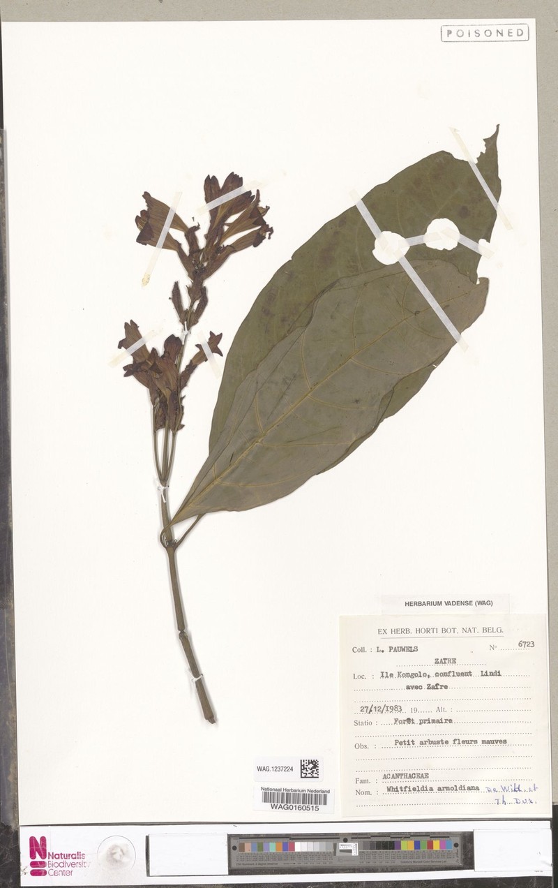 Whitfieldia laurentii photo 4