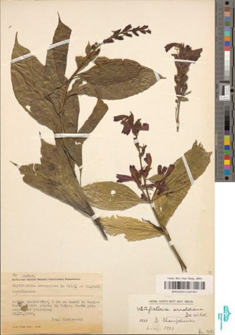 Whitfieldia laurentii photo 5